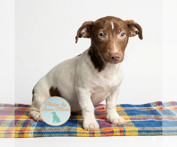 Medium Photo #3 Jack Russell Terrier Puppy For Sale in Grovertown, IN, USA