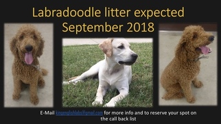Mother of the Labradoodle puppies born on 09/18/2018