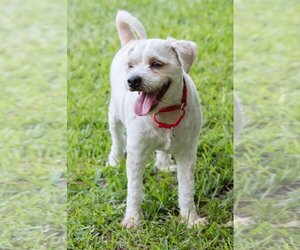 Maltipoo Dogs for adoption in Miami, FL, USA