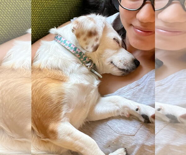 Medium Photo #3 Basset Hound-Chihuahua Mix Puppy For Sale in Ventura, CA, USA