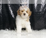 Puppy Finn AKC Poodle (Miniature)