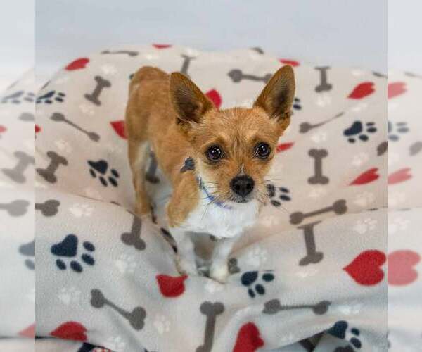 Medium Photo #3 Chihuahua-Unknown Mix Puppy For Sale in Kennesaw, GA, USA