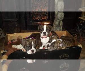 English Bulldog-French Bulldog Mix Puppy for sale in ROSEVILLE, IL, USA