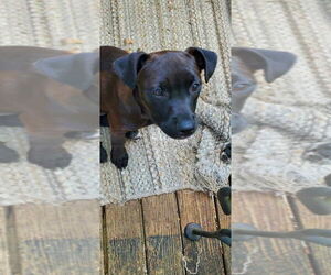 Dorgi Dogs for adoption in Aurora, IN, USA