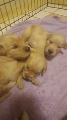 Golden Retriever Puppy for sale in PRINCETON, IN, USA