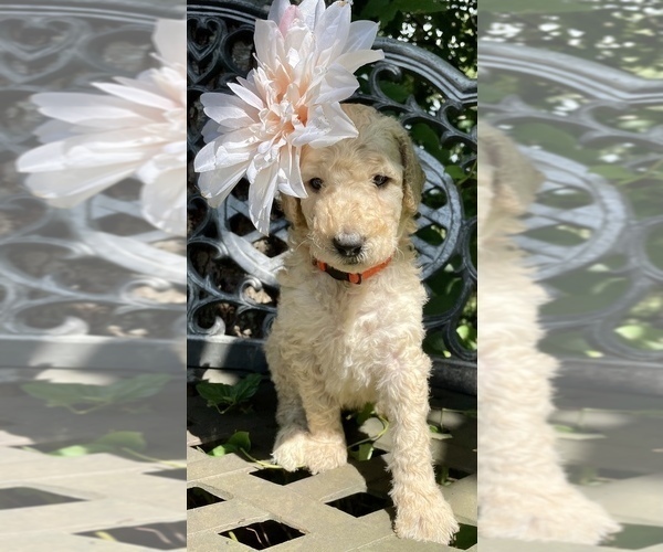 Medium Photo #8 Goldendoodle-Poodle (Standard) Mix Puppy For Sale in LEICESTER, NC, USA