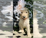 Small Photo #8 Goldendoodle-Poodle (Standard) Mix Puppy For Sale in LEICESTER, NC, USA