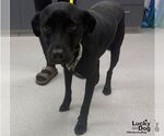 Small #1 Labrador Retriever Mix