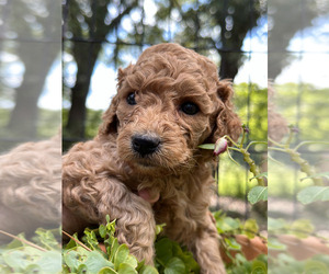 Poodle (Miniature) Puppy for sale in MCDONOUGH, GA, USA