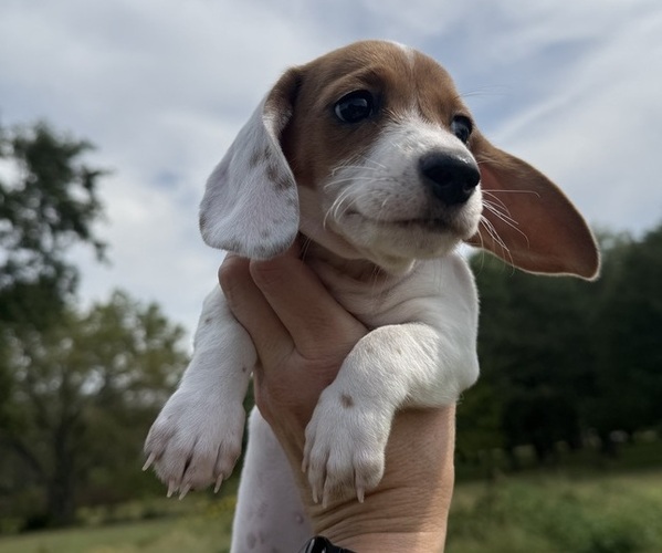 Medium Photo #3 Dachshund Puppy For Sale in ASHLAND, NE, USA