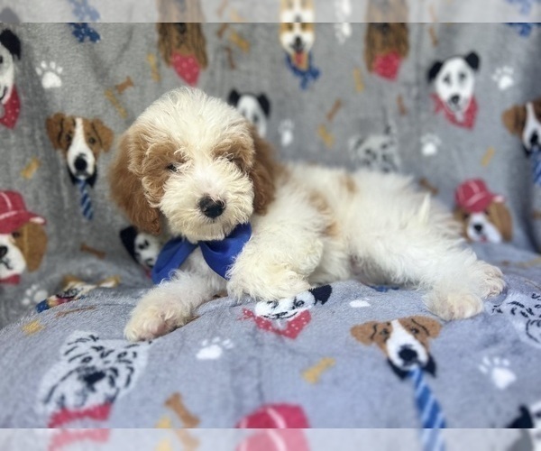 Medium Photo #5 Cavapoo Puppy For Sale in LAKELAND, FL, USA