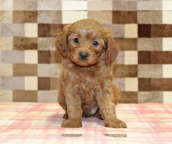 Medium Photo #3 Cavapoo (Miniature) Puppy For Sale in DENVER, PA, USA
