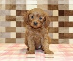 Small #2 Cavapoo (Miniature)