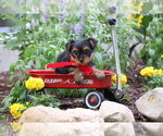 Small #4 Yorkshire Terrier