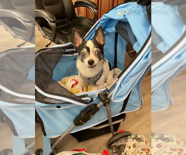 Medium Photo #11 Chihuahua Puppy For Sale in Minneapolis, MN, USA