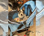 Small #10 Chihuahua