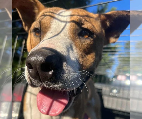 Medium Photo #1 Boxador Puppy For Sale in Orangeburg, SC, USA