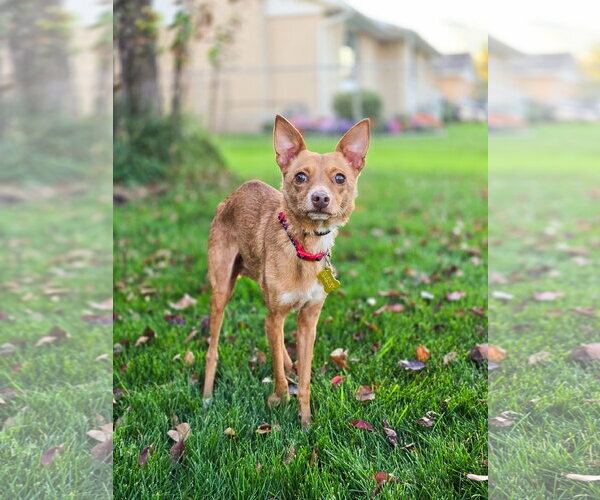 Medium Photo #13 Chihuahua Puppy For Sale in Sandy, UT, USA