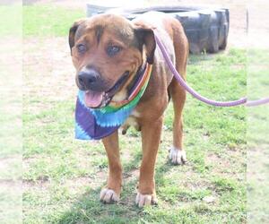 Mutt Dogs for adoption in San Antonio, TX, USA