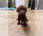 Image preview for Ad Listing. Nickname: Orange