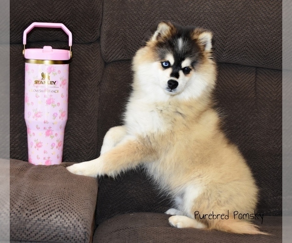 Medium Photo #2 Pomsky Puppy For Sale in KANSAS CITY, MO, USA