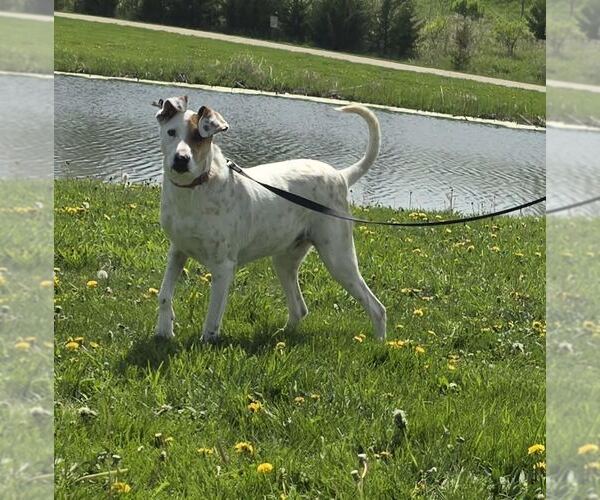 Medium Photo #2 Pointer-Unknown Mix Puppy For Sale in Oskaloosa, IA, USA