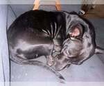 Small #5 American Pit Bull Terrier Mix
