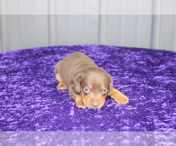 Medium Photo #3 Dachshund Puppy For Sale in BLOOMINGTON, IN, USA