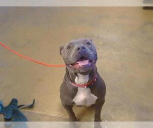 American Pit Bull Terrier Dogs for adoption in Sacramento, CA, USA