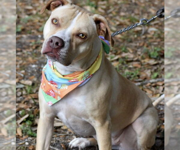Medium Photo #1 American Staffordshire Terrier Puppy For Sale in Fort Pierce, FL, USA