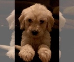 Small #55 Goldendoodle
