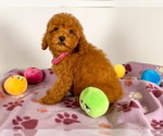 Small Photo #2 Goldendoodle (Miniature) Puppy For Sale in BREA, CA, USA