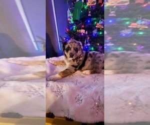 Ausky-German Shepherd Dog Mix Puppy for sale in EVERSON, WA, USA