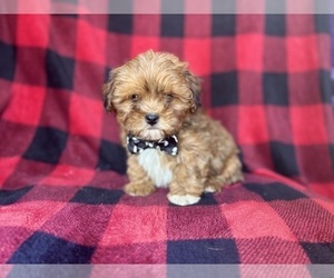 ShihPoo Puppy for sale in LAKELAND, FL, USA