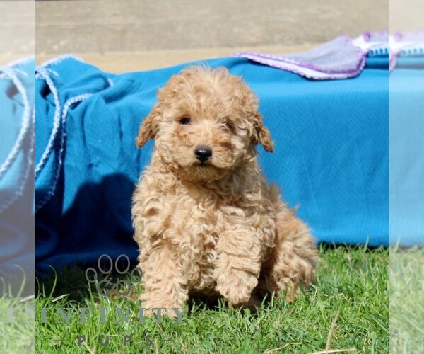 Medium Photo #1 Goldendoodle (Miniature) Puppy For Sale in AIRVILLE, PA, USA