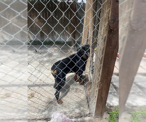 Medium Photo #1 Rottweiler-Unknown Mix Puppy For Sale in San Antonio, TX, USA