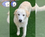 Small #3 Great Pyrenees
