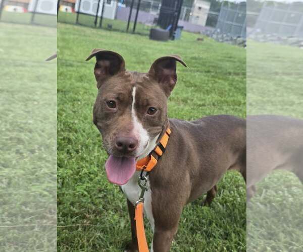 Medium Photo #2 American Pit Bull Terrier-Unknown Mix Puppy For Sale in Millersville, MD, USA