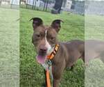 Small #1 American Pit Bull Terrier Mix