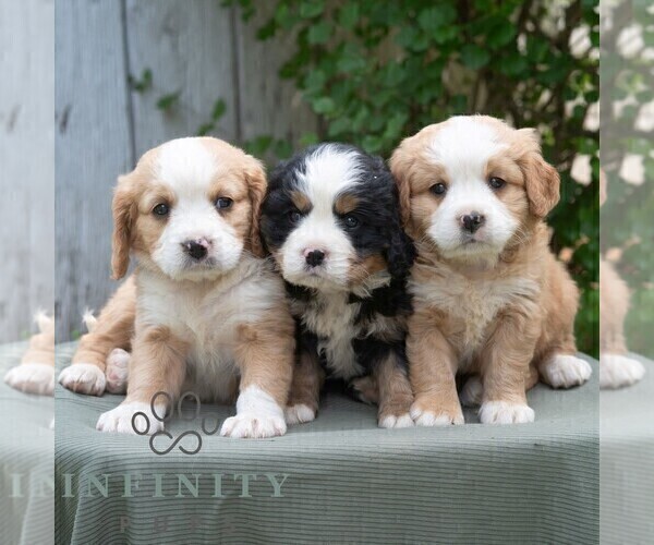 Medium Photo #2 Bernese Mountain Dog-Cavalier King Charles Spaniel Mix Puppy For Sale in RICHFIELD, PA, USA