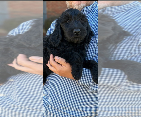 Medium Photo #1 Goldendoodle Puppy For Sale in WATKINSVILLE, GA, USA