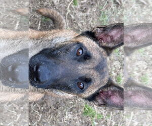 Cairo - KY - Male Mutt Dog for Adoption - Photo #11