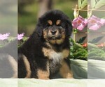Puppy 8 Tibetan Mastiff