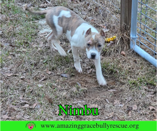 Medium Photo #3 Bulldog-Unknown Mix Puppy For Sale in Milton, FL, USA