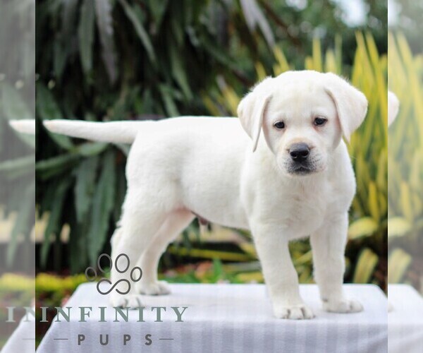 Medium Photo #5 Labrador Retriever Puppy For Sale in GORDONVILLE, PA, USA