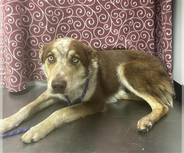 Medium Photo #1 Australian Shepherd-Unknown Mix Puppy For Sale in Rosenberg, TX, USA