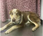 Small Australian Shepherd Mix