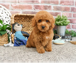 Small #8 Poodle (Miniature)