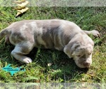 Small #4 Catahoula Leopard Dog