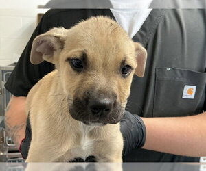 Mastiff-Unknown Mix Dogs for adoption in San Bernardino, CA, USA